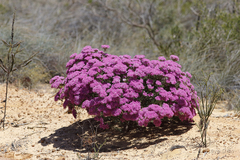 Verticordia monadelpha