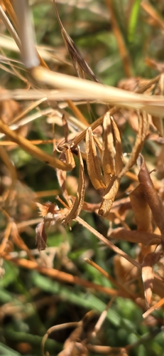 bithynian vetch
