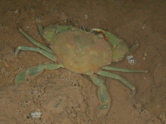 Scylla paramamosain