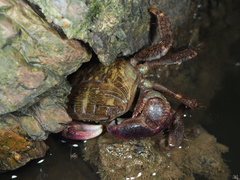 Metopograpsus quadridentatus