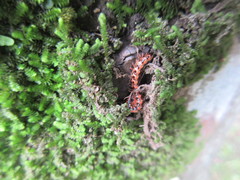 Helicorthomorpha holstii