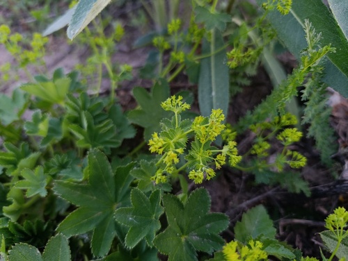 Alchemilla micans, photograph 1