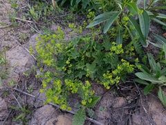Alchemilla micans