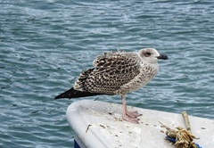 Larus