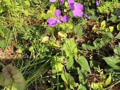 Orychophragmus violaceus