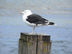 Larus marinus