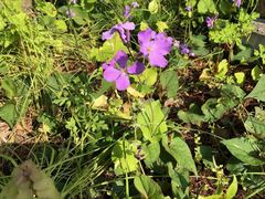 Orychophragmus violaceus