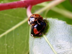 Harmonia axyridis