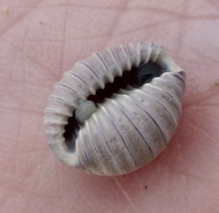 Pusula solandri