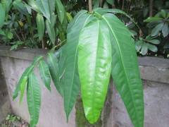 Ficus virgata
