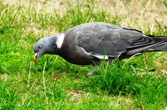 Columba palumbus