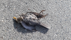 Turdus merula