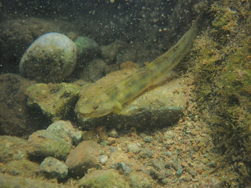 Sicyopus observed 2026-06-22