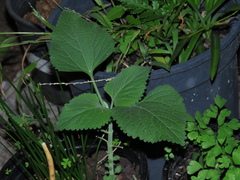 Leonotis nepetifolia nepetifolia