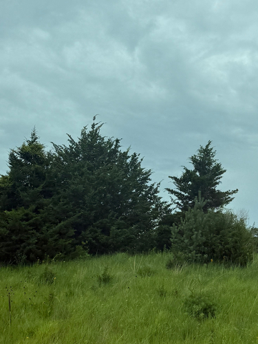 common eastern redcedar