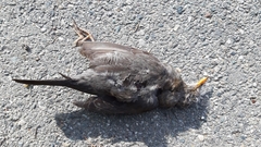 Turdus merula