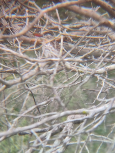 Spot-backed Puffbird