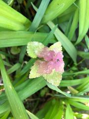 Lamium purpureum