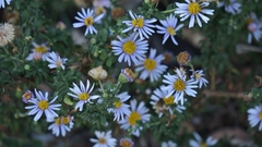 Felicia erigeroides