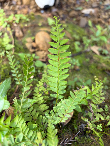 Osmolindsaea odorata observed 2026-07-04