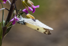 Anthocharis lanceolata