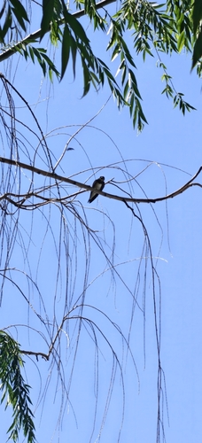 Barn Swallow