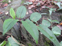 Persicaria chinensis