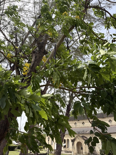 Golden Shower Tree
