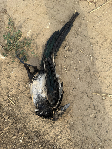Eurasian Magpie