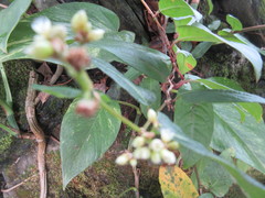 Persicaria chinensis
