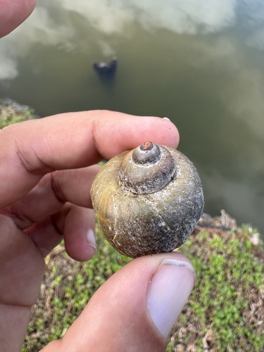Pomacea, 2026-06-18