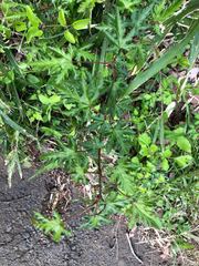 Rubus palmatus coptophyllus