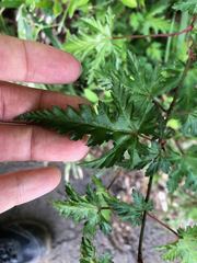 Rubus palmatus coptophyllus