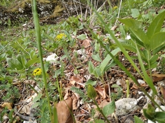 Melica nutans