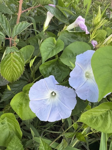 Ipomoea indica observed 2026-06-19