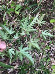 Rubus palmatus coptophyllus