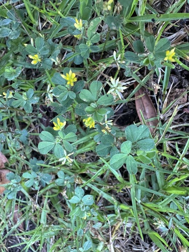 Trifolium dubium observed 2026-06-19