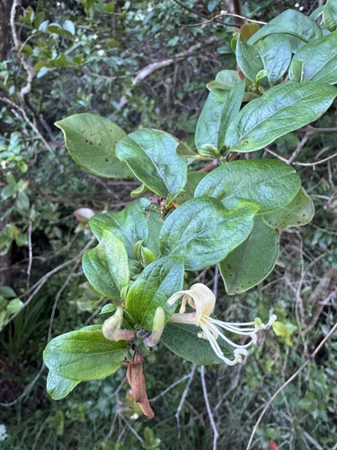 Lonicera japonica observed 2026-06-19