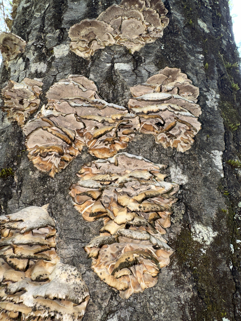 Smoky polypore