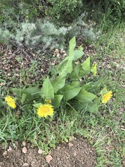 Wyethia glabra