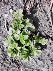Potentilla stolonifera