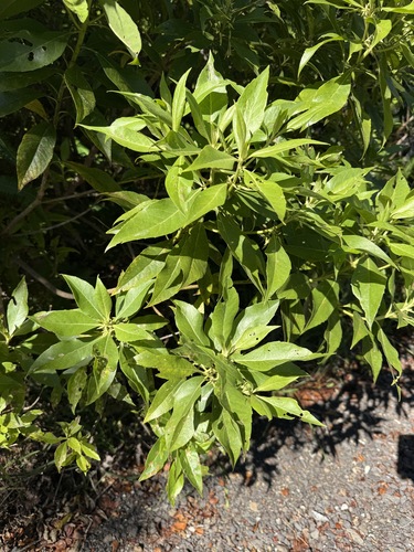 Scaevola procera observed 2026-06-19