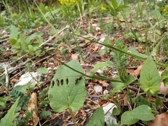 Melica nutans