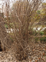 Berberis × ottawensis