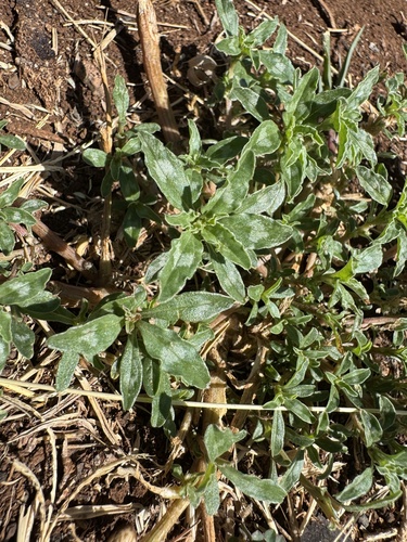 Amaranthus polygonoides, 2026-06-19