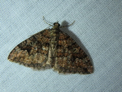 Xanthorhoe vacuaria