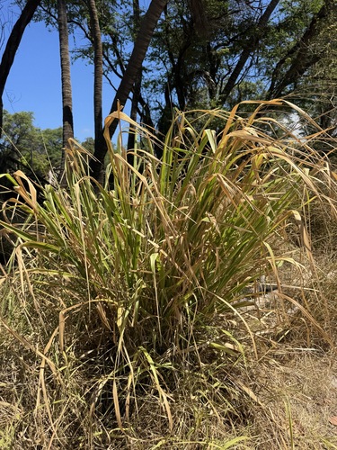 Megathyrsus maximus observed 2026-06-19