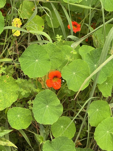Tropaeolum majus observed 2026-06-19
