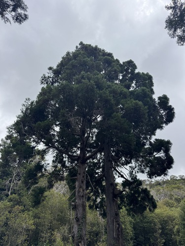Cryptomeria, 2026-06-19