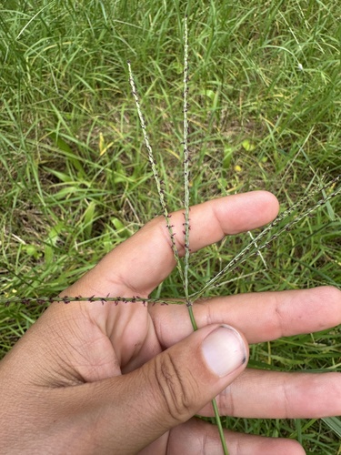Digitaria eriantha observed 2026-06-19